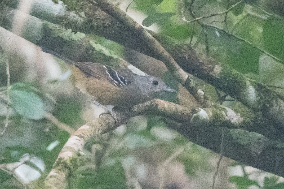 Variable Antshrike - ML359187901