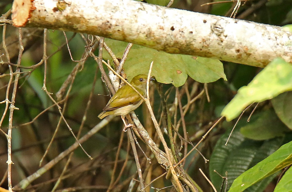 Fiery-capped Manakin - ML35918811