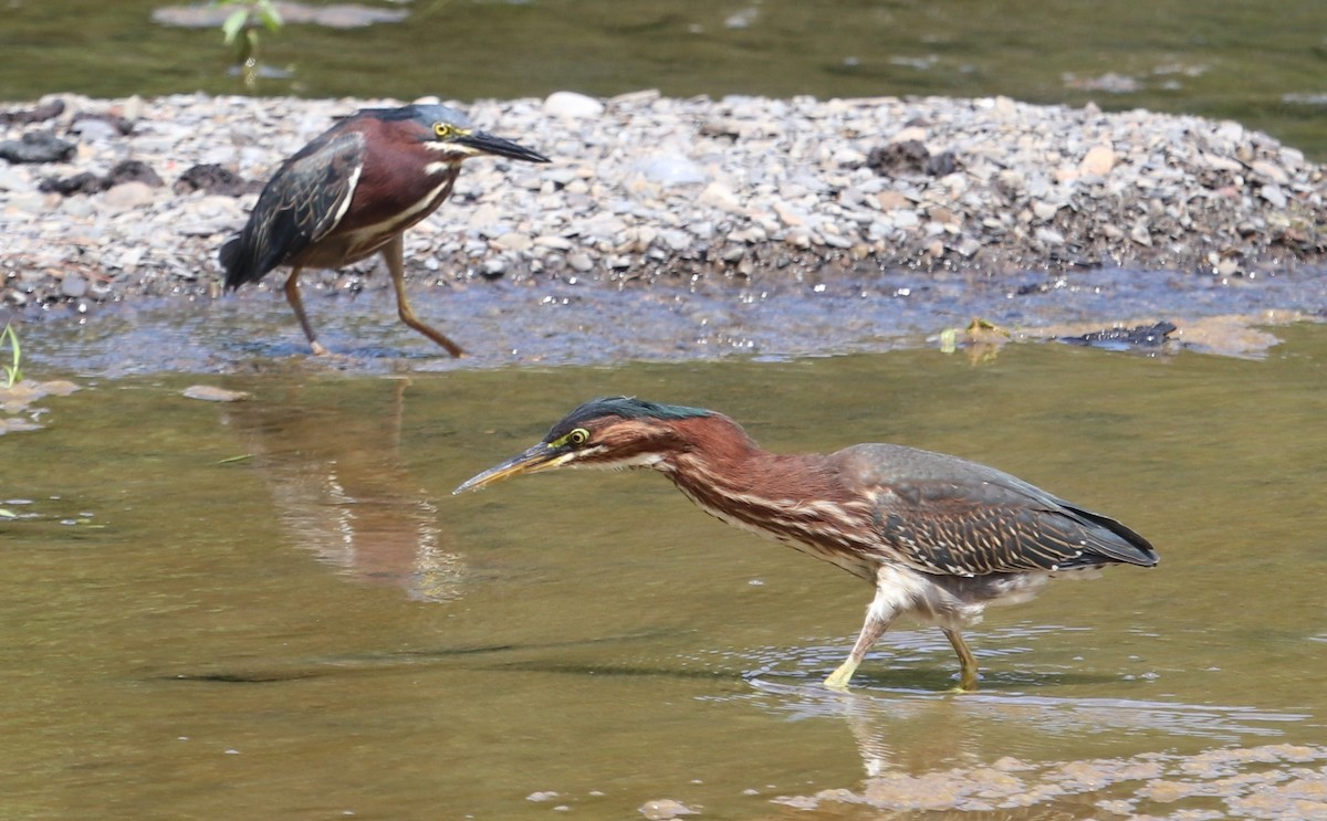 Green Heron - Charles (PAT) Dollard