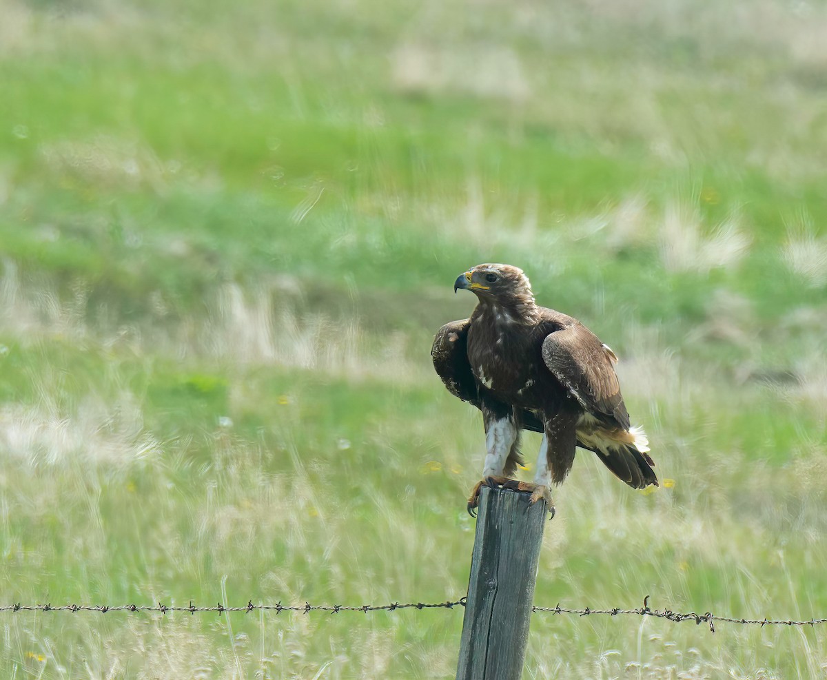 Golden Eagle - Dan Parliament