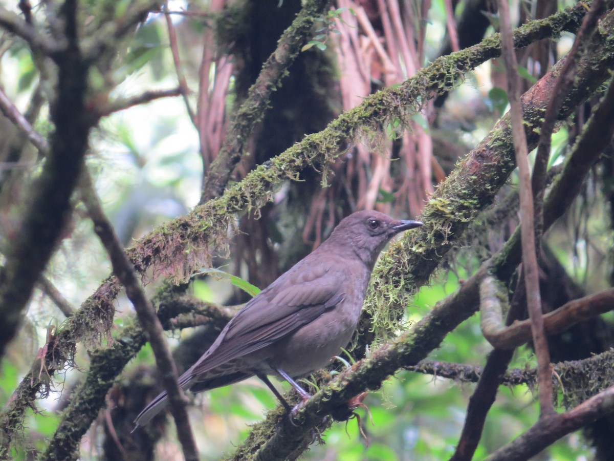 Mountain Thrush - ML35918831