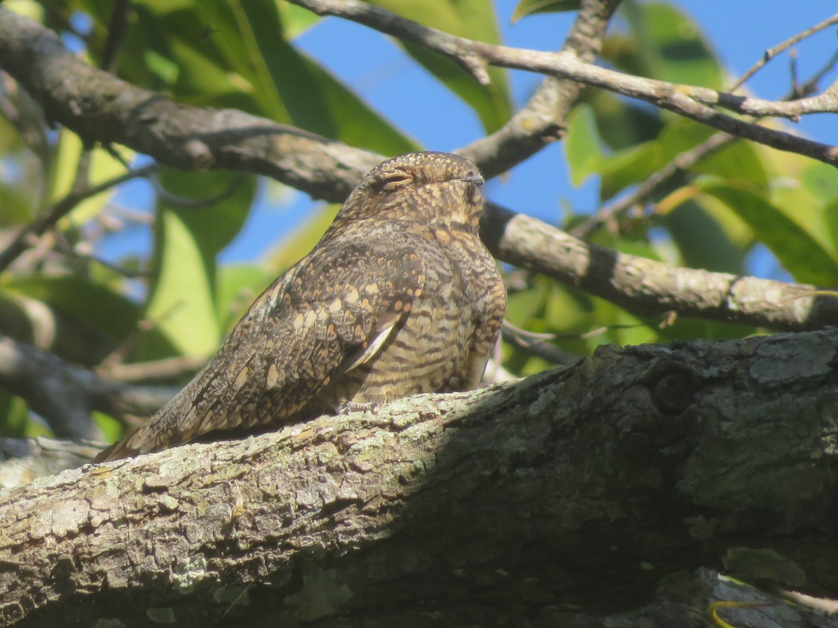 Lesser Nighthawk - ML359188591