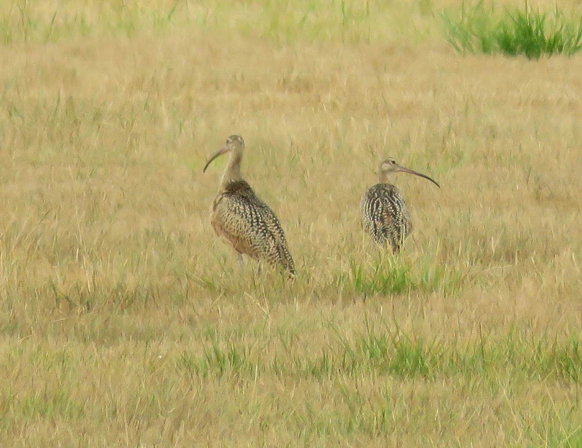 Long-billed Curlew - ML359188801