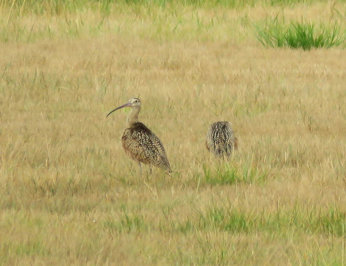 Long-billed Curlew - ML359188821