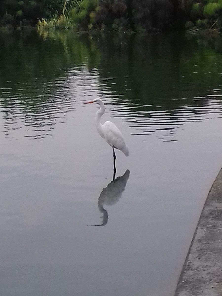 Great Egret - ML35918991