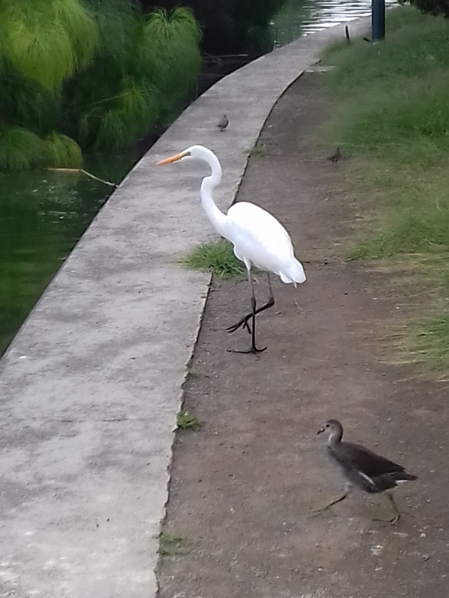 Great Egret - ML35919011