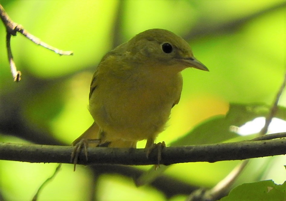 Yellow Warbler - ML359191201