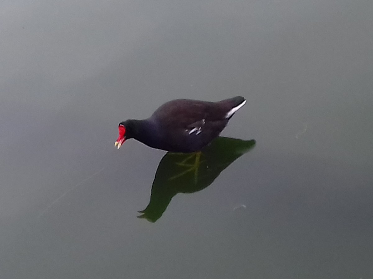 Common Gallinule - ML35919161