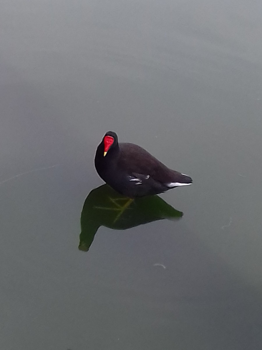 Common Gallinule - ML35919171