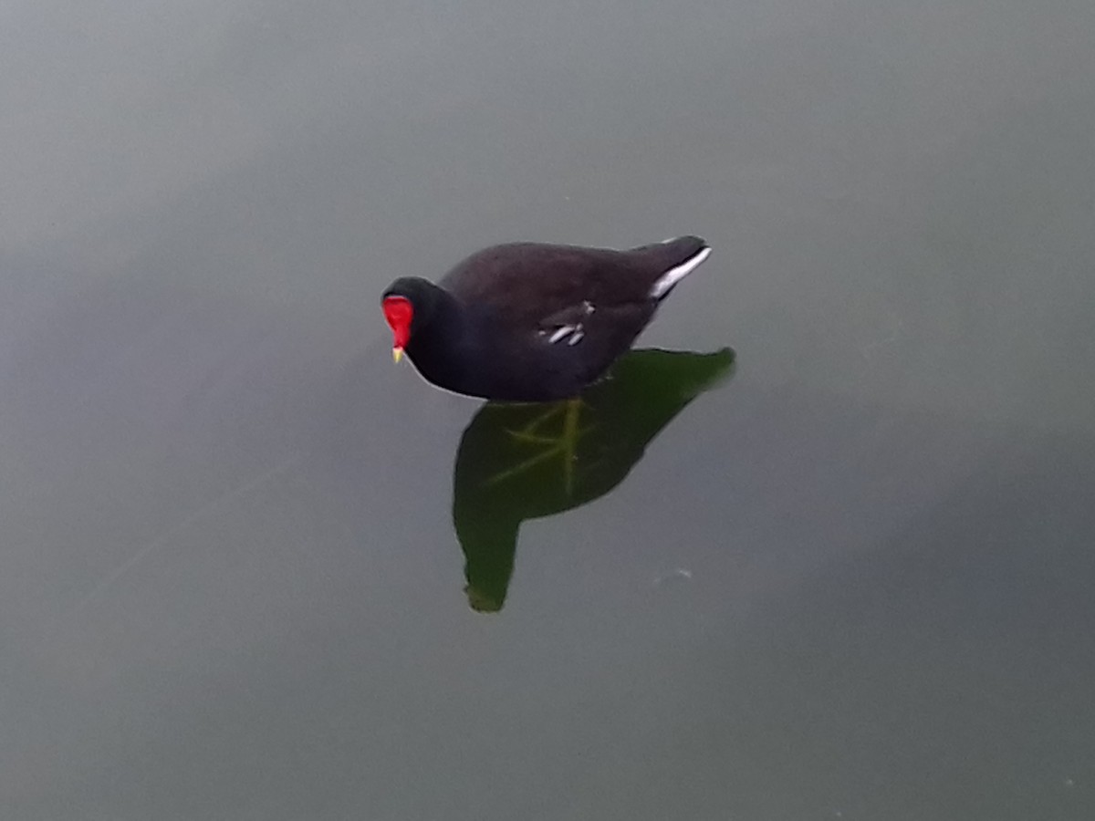 Common Gallinule - ML35919181