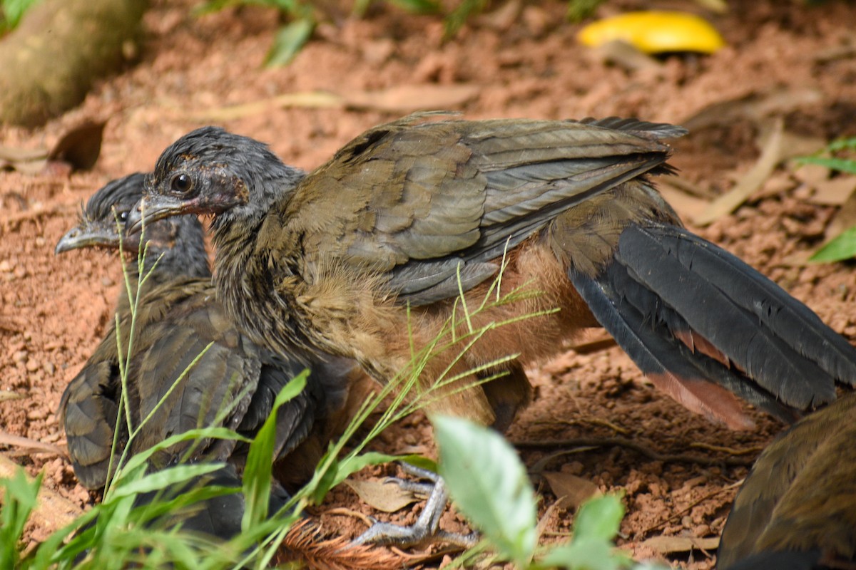 Chachalaca Culirroja - ML359191931