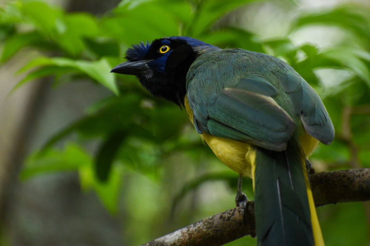 Green Jay - ML359191991