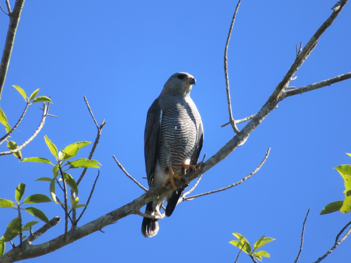 Gray Hawk - ML359192271