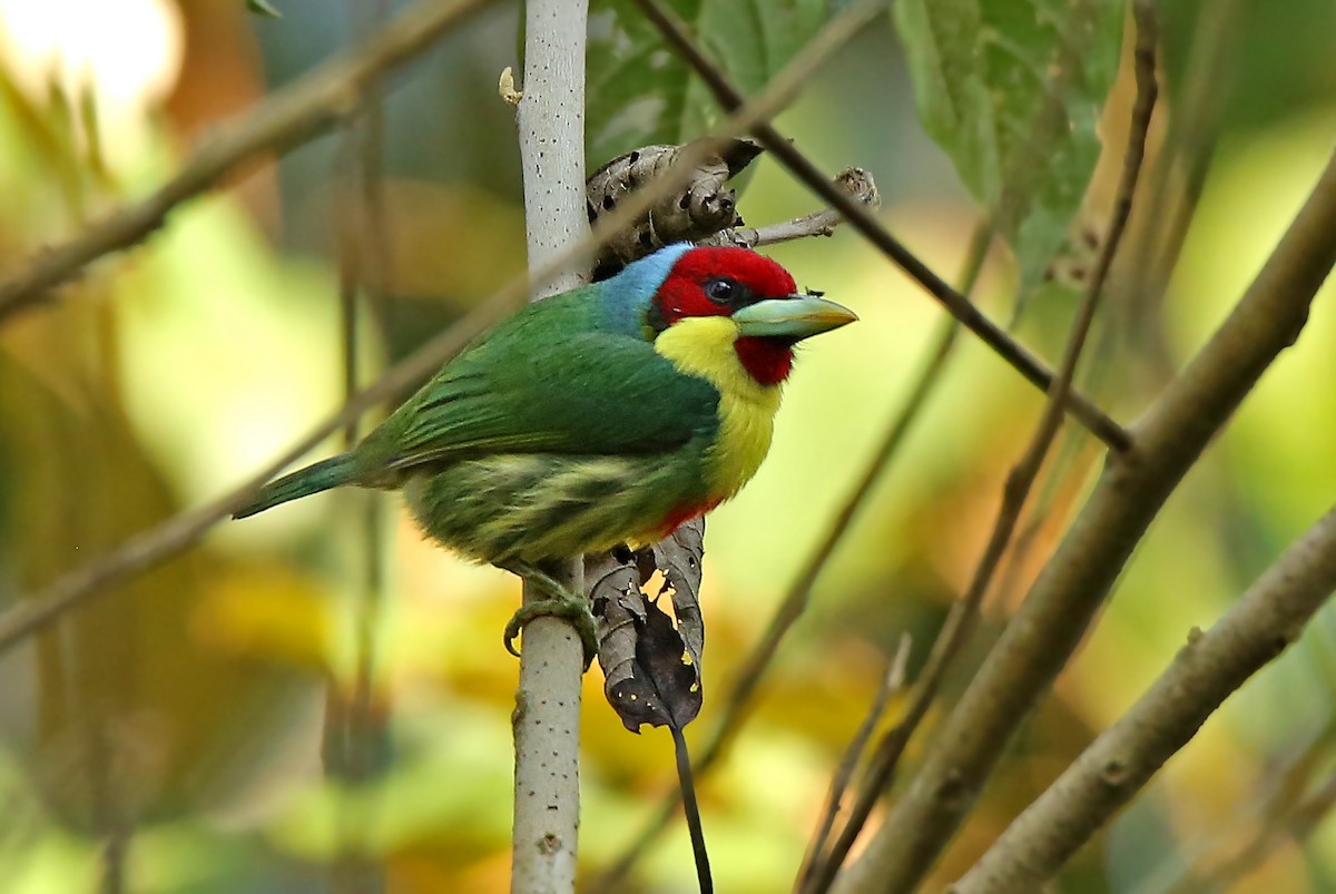 Versicolored Barbet - ML35919281