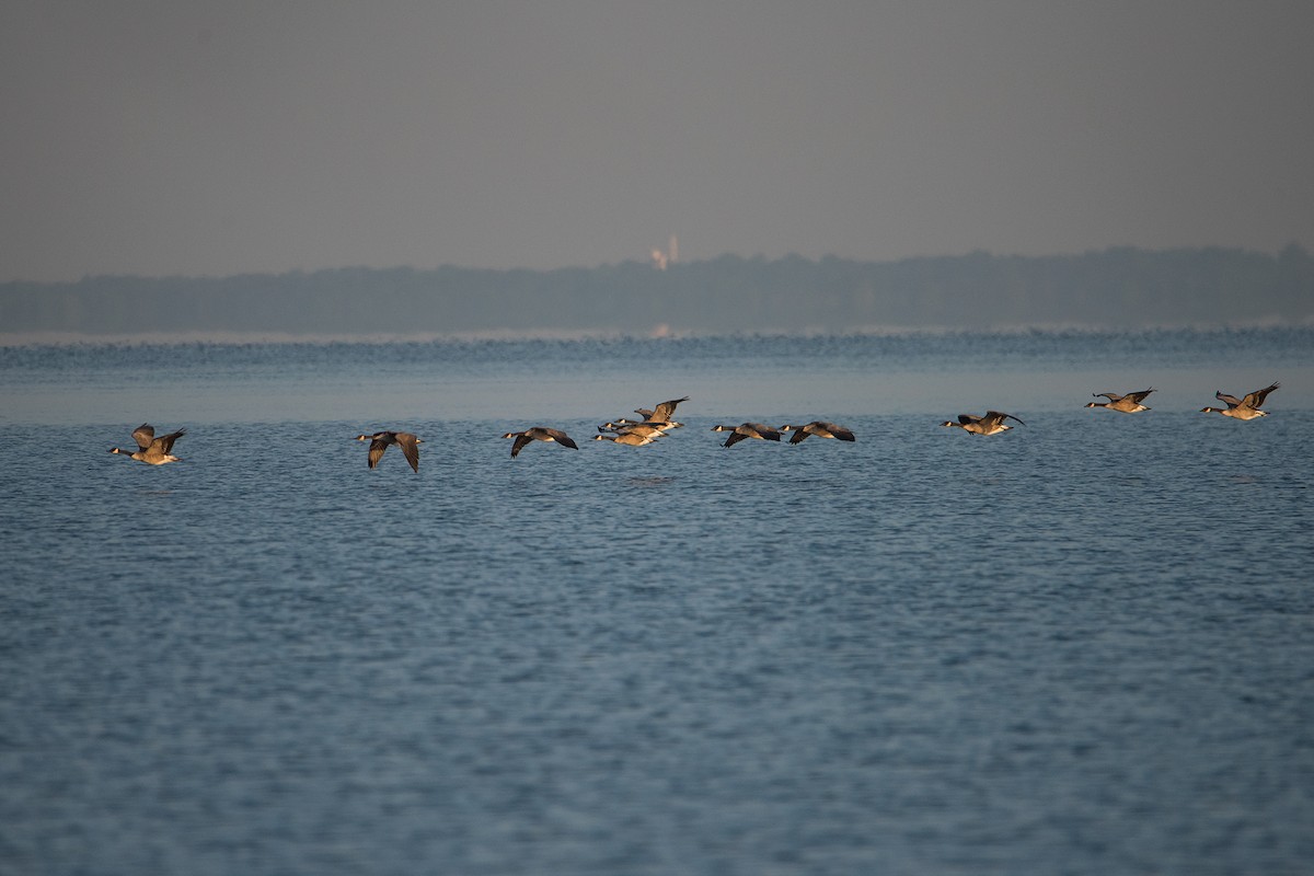 Canada Goose - ML359192891