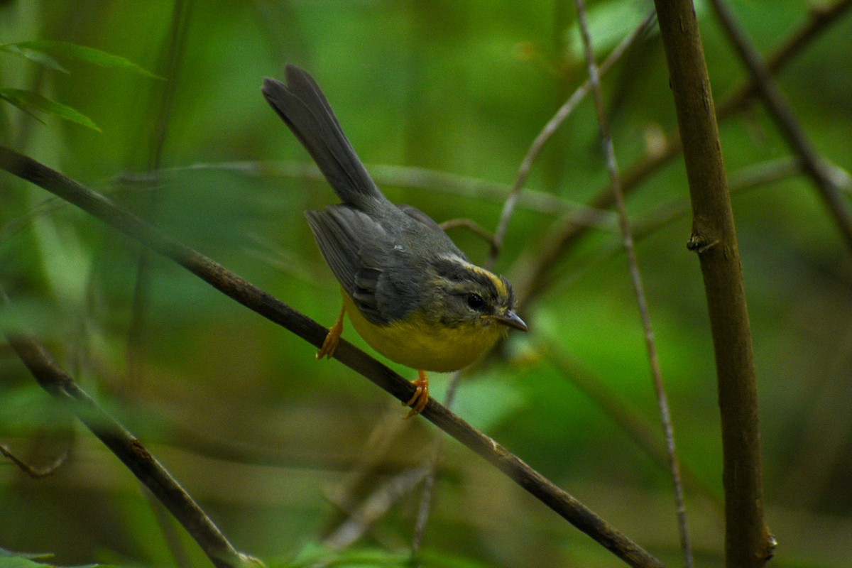 Golden-crowned Warbler - ML359193041