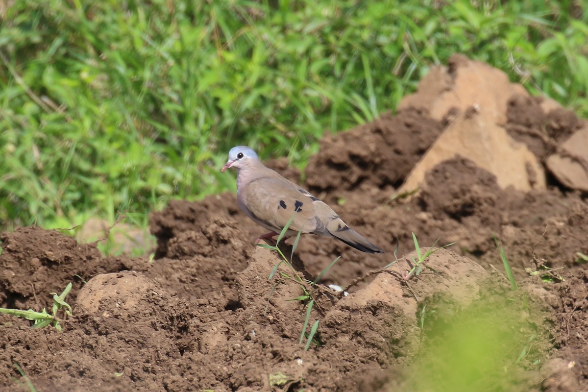Blue-spotted Wood-Dove - ML359193741