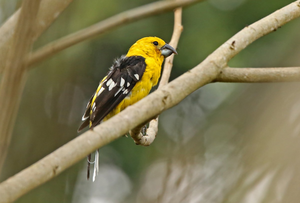 Golden Grosbeak - ML35919421