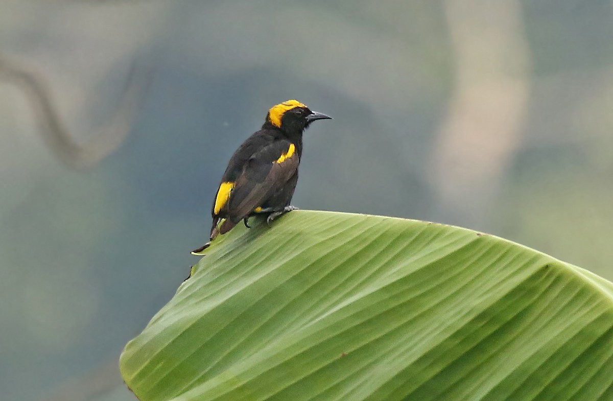 Epaulet Oriole (Moriche) - ML35919471