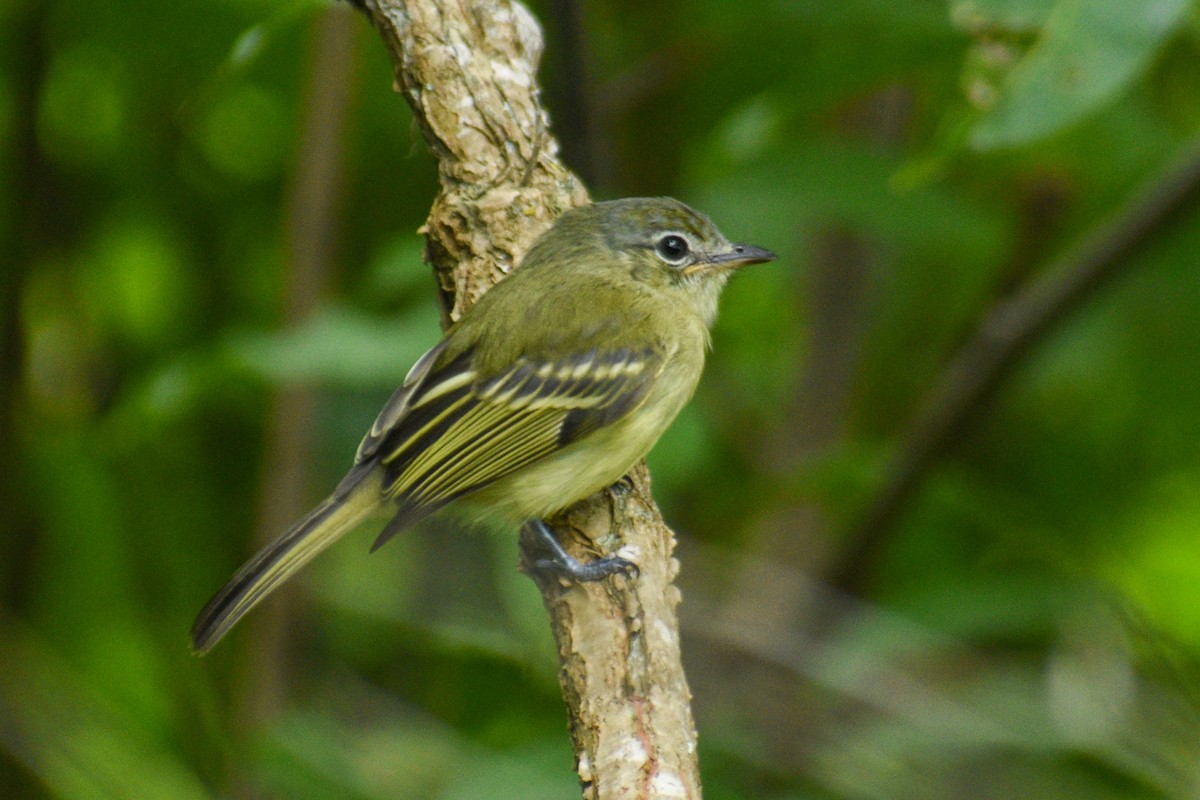 Yellow-olive Flatbill - ML359194741