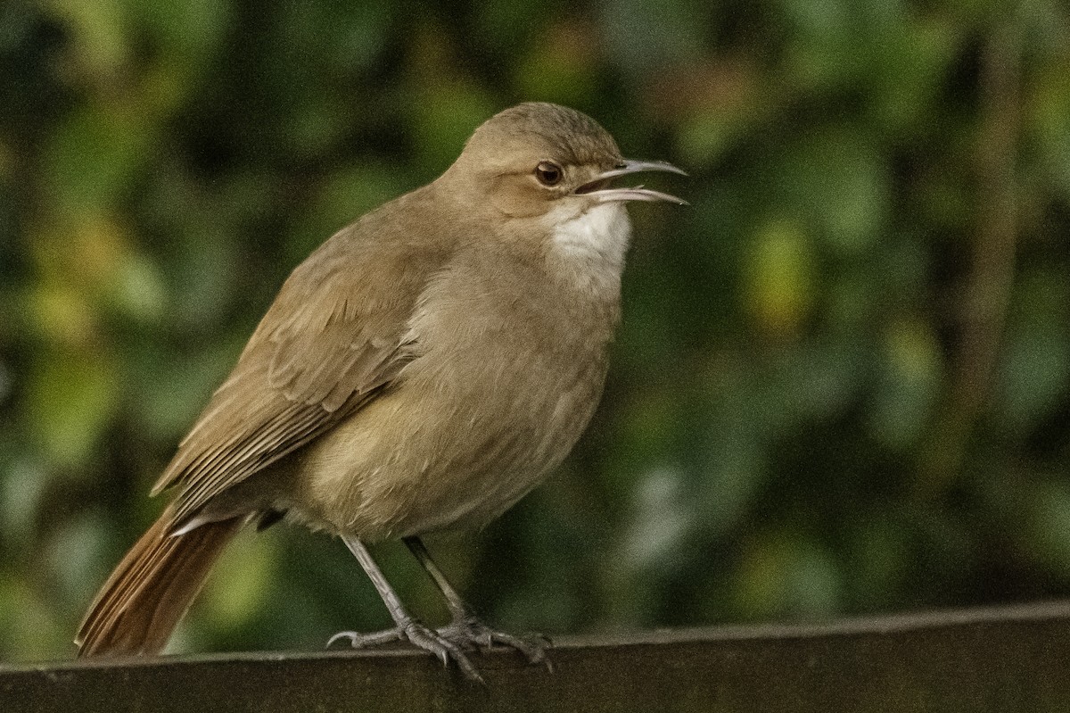 Rufous Hornero - ML359195381