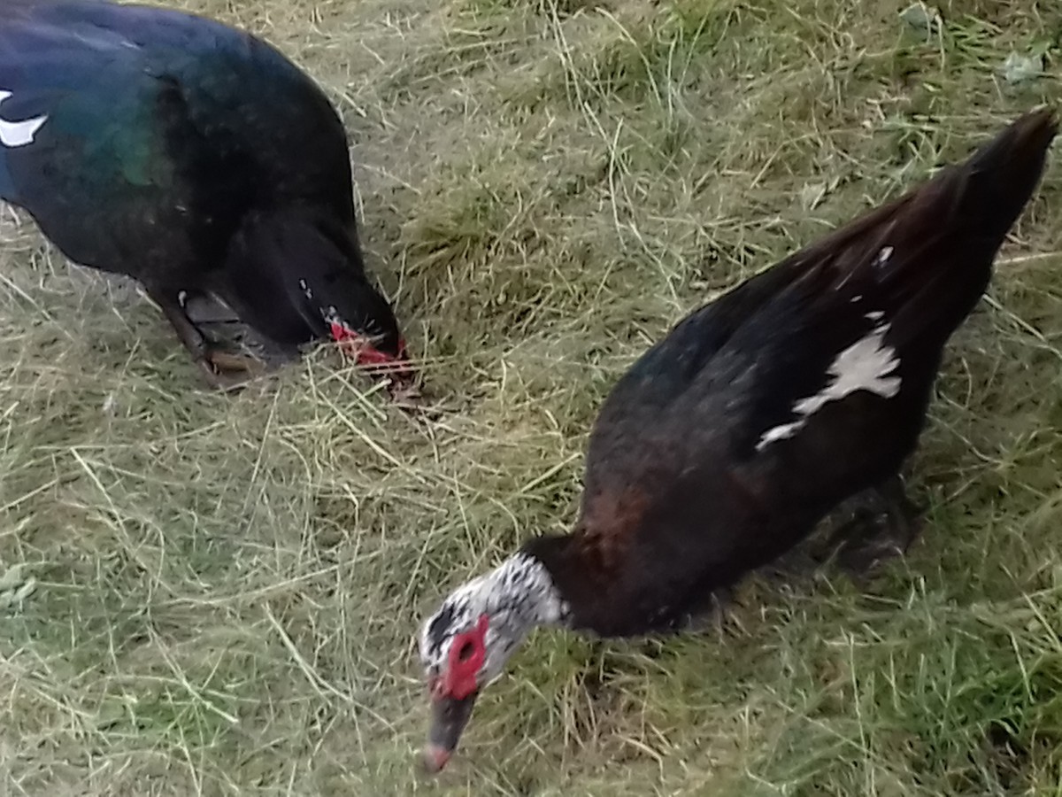 Muscovy Duck (Domestic type) - ML35919711