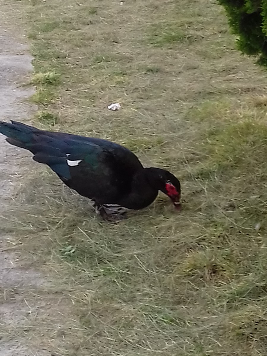 Muscovy Duck (Domestic type) - ML35919721