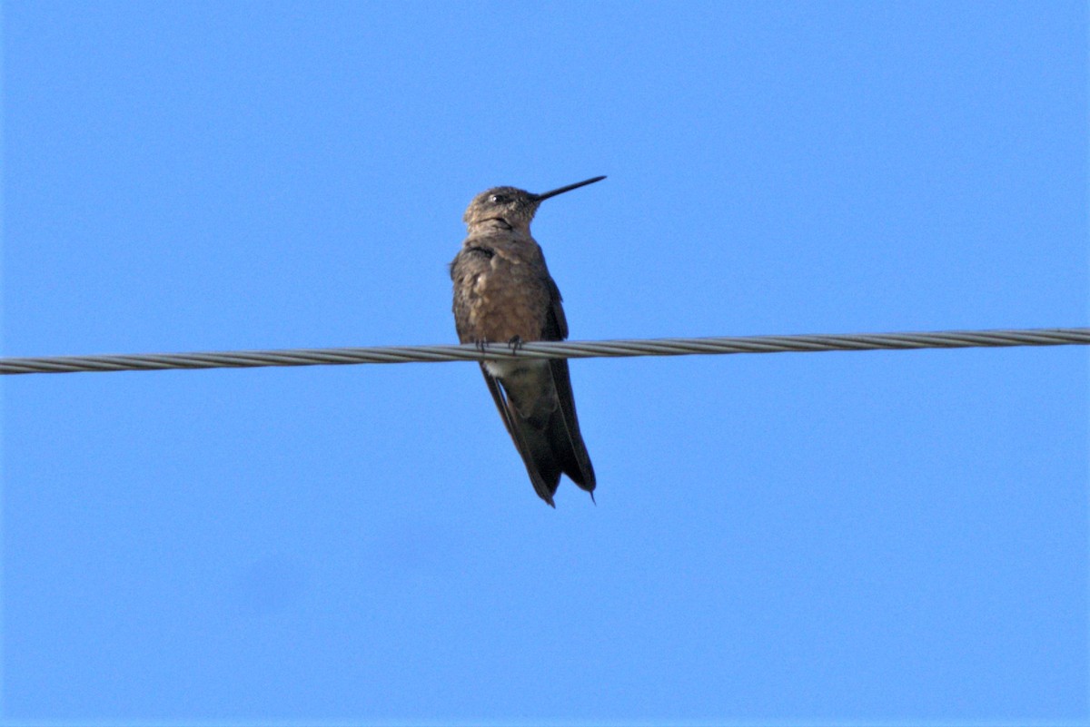 kolibřík velký - ML359197221