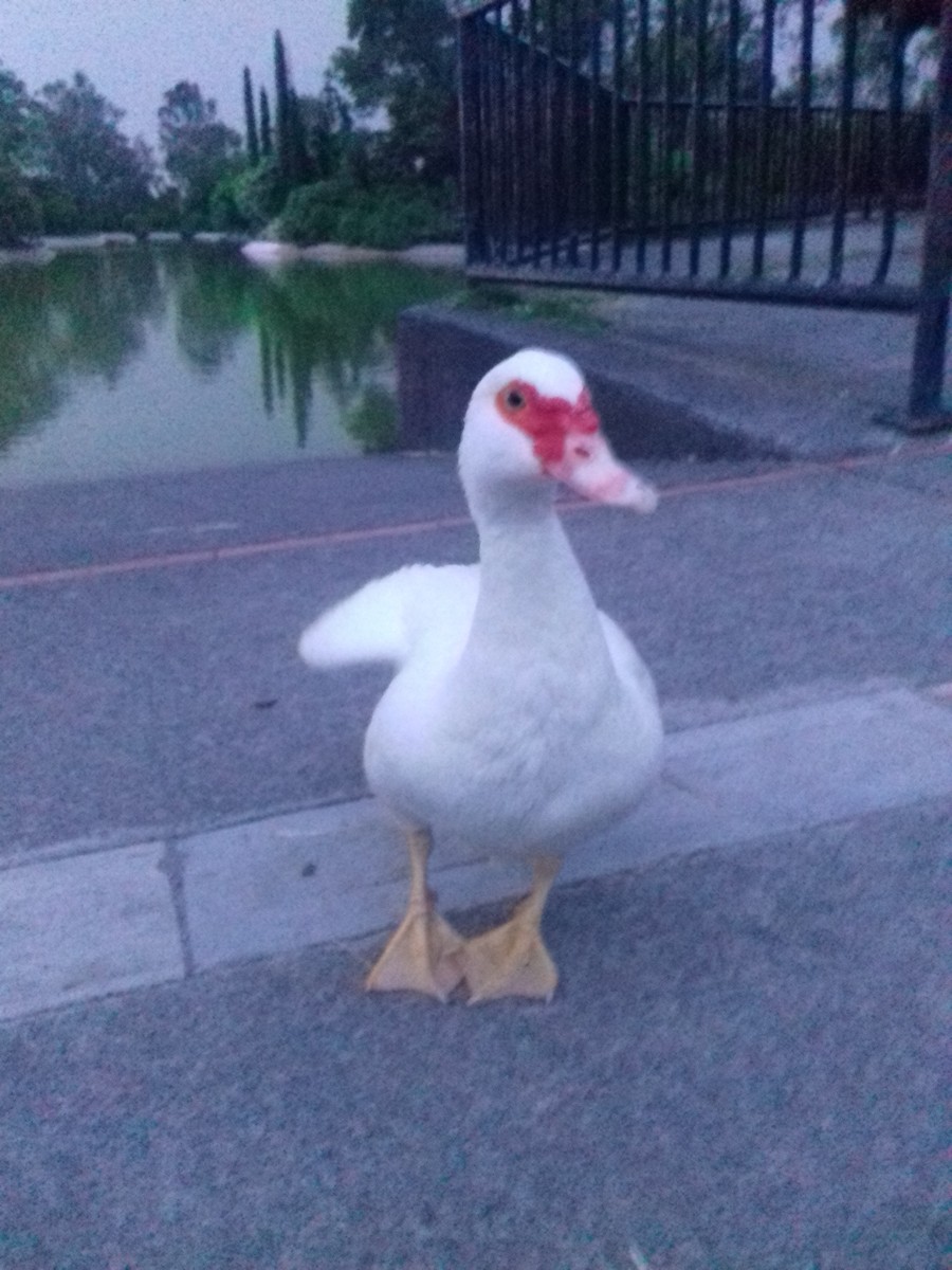 Muscovy Duck (Domestic type) - ML35919731