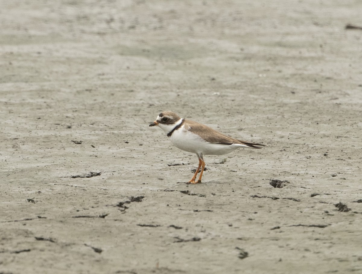 Semipalmated Plover - ML359198441