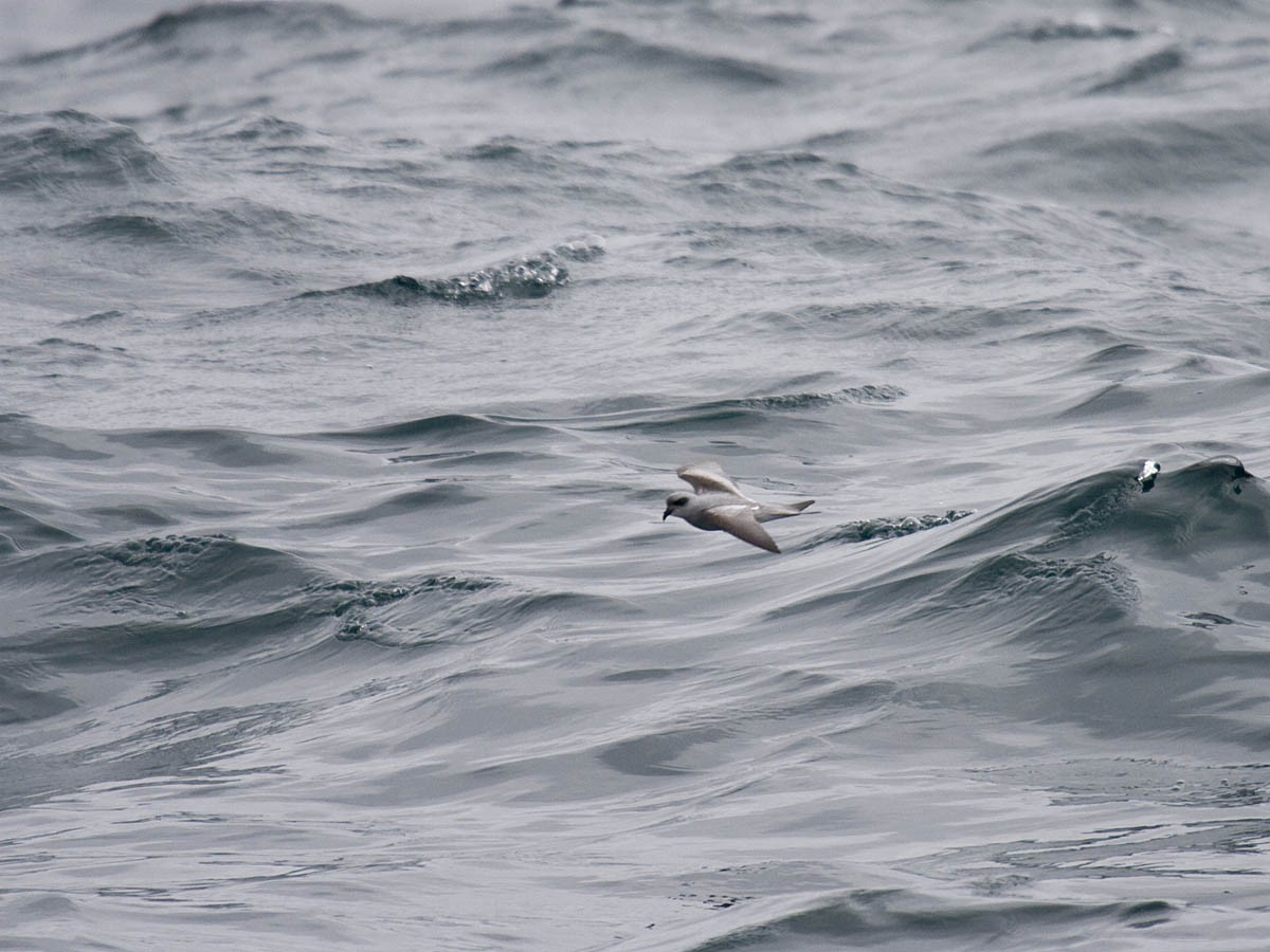 Fork-tailed Storm-Petrel - ML35919861