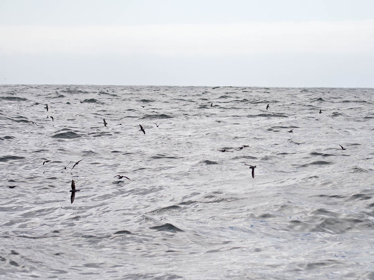 Fork-tailed Storm-Petrel - ML35919871