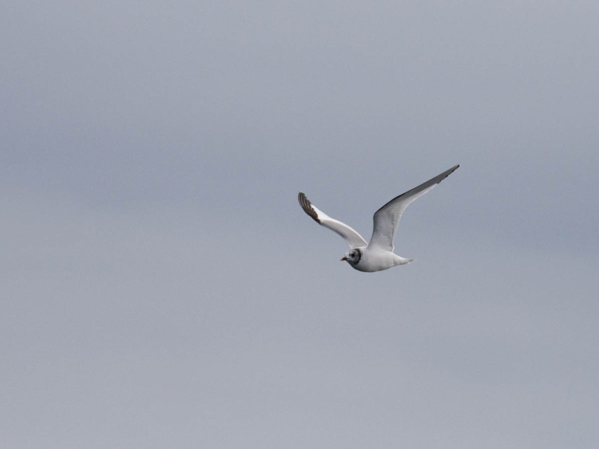 Sabine's Gull - ML35919911