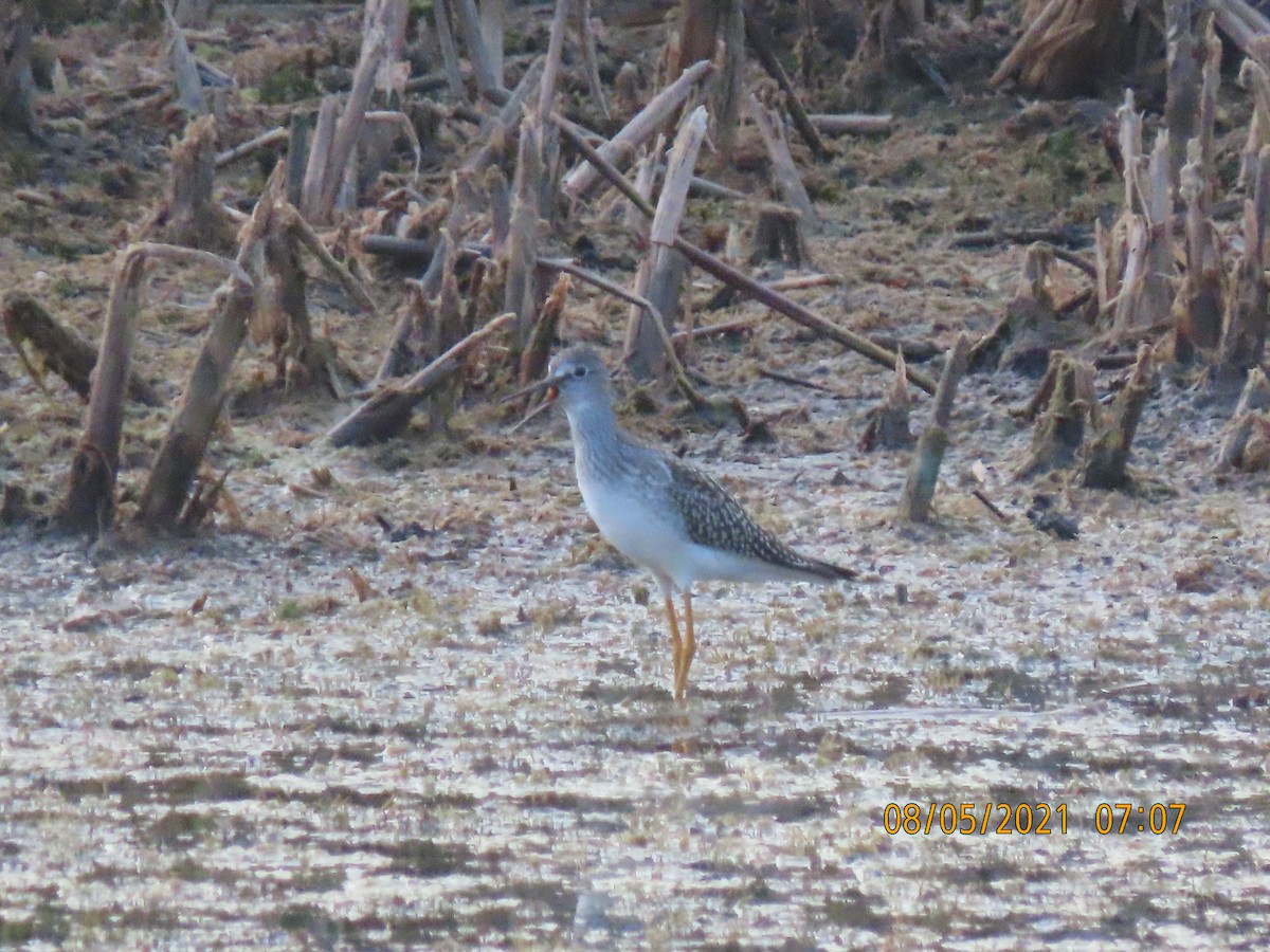 Lesser Yellowlegs - Kathrynne & Paul Baumtrog