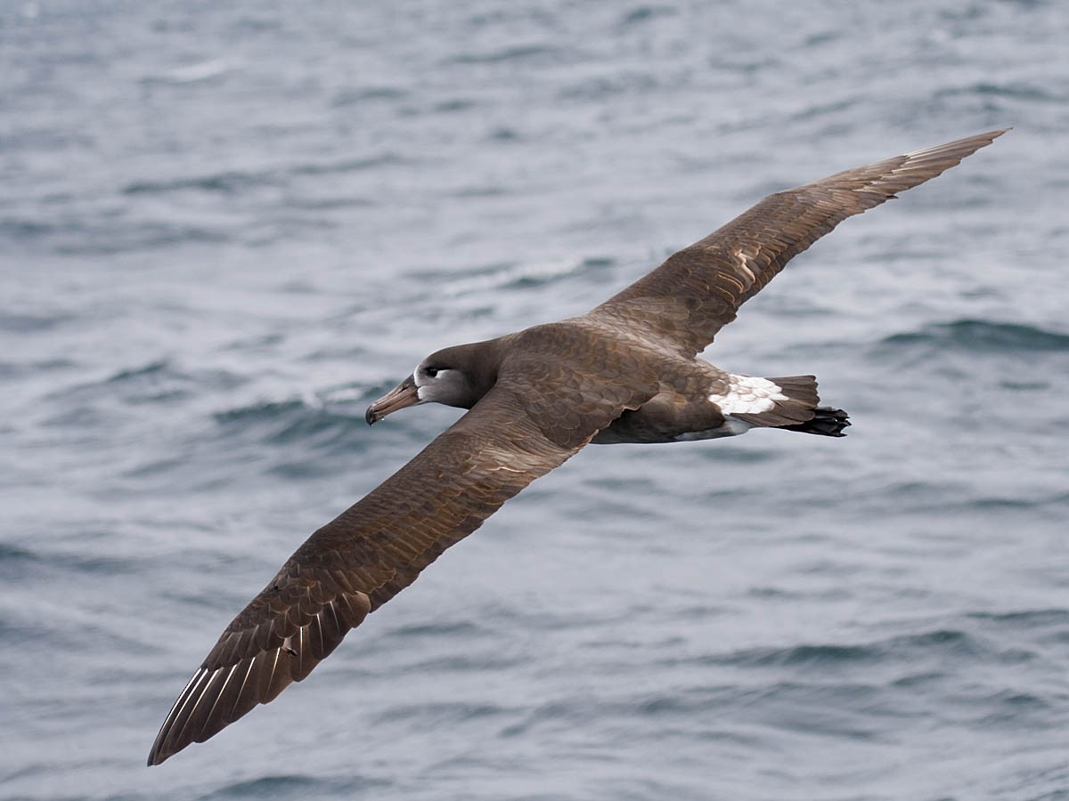 Black-footed Albatross - ML35919941