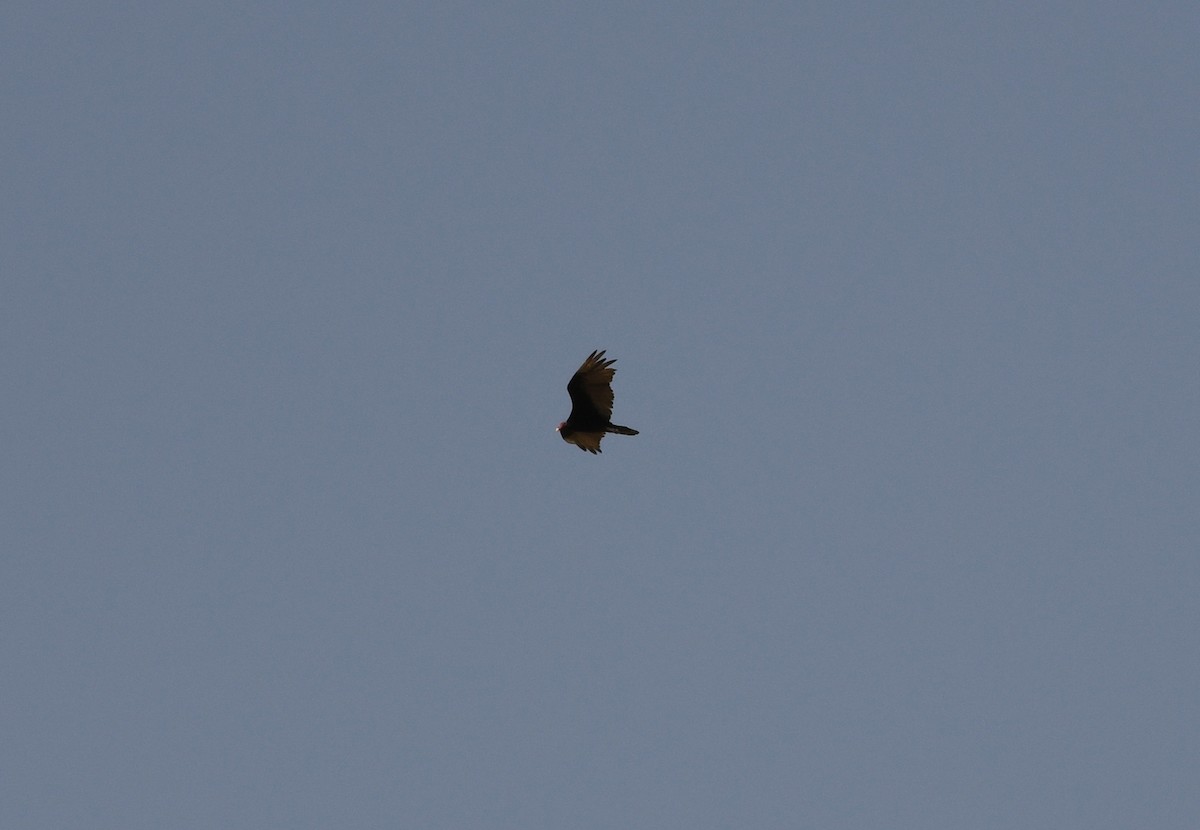 Turkey Vulture - ML359199871