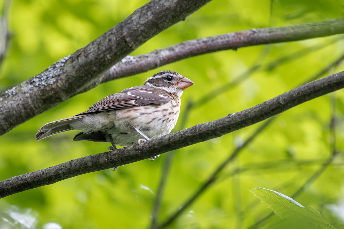 Rose-breasted Grosbeak - ML359199981