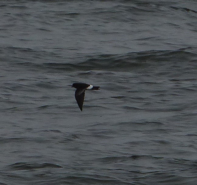 Wilson's Storm-Petrel - ML359200831