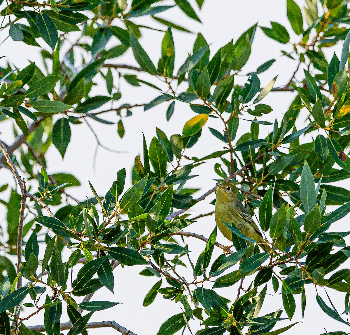 Yellow Warbler - Ken Miracle