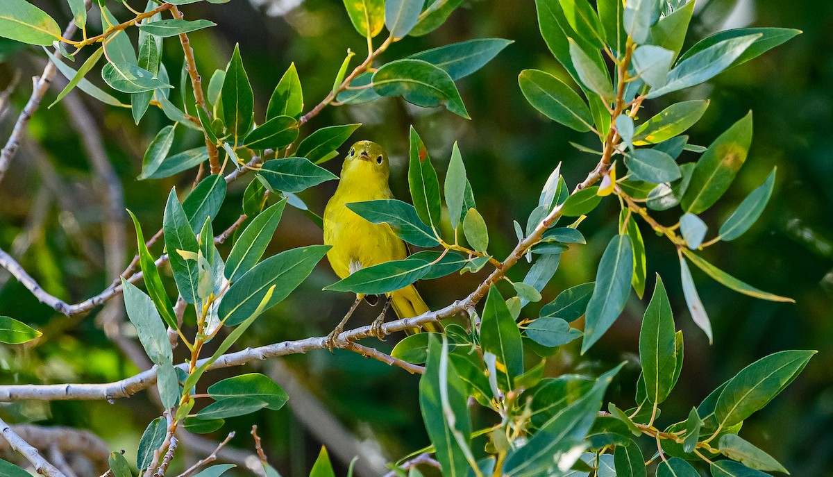 Yellow Warbler - ML359200951