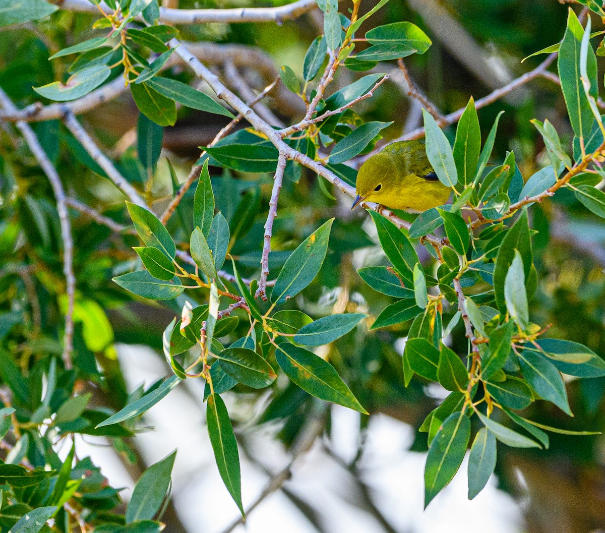 Yellow Warbler - Ken Miracle