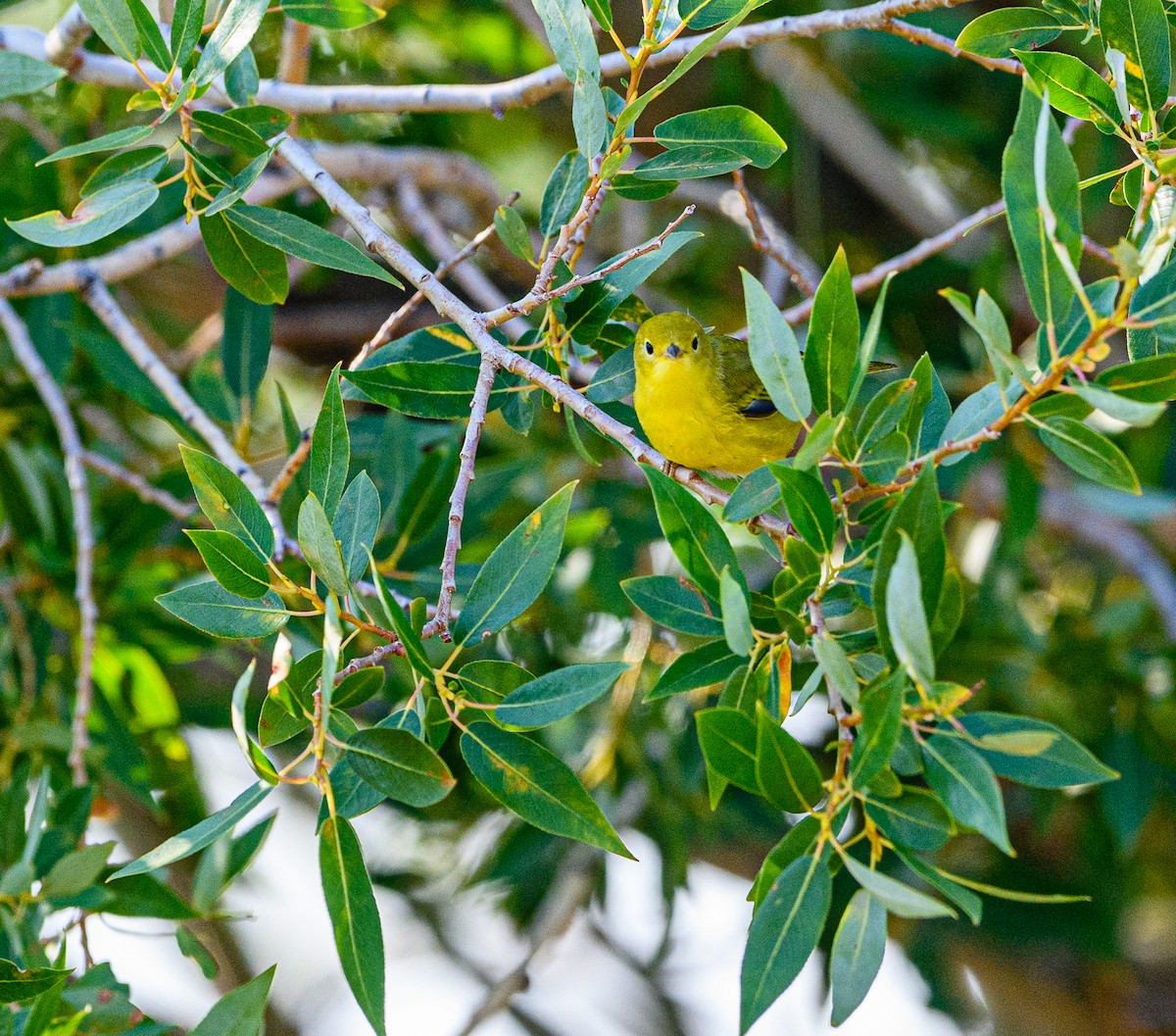 Paruline jaune - ML359200981