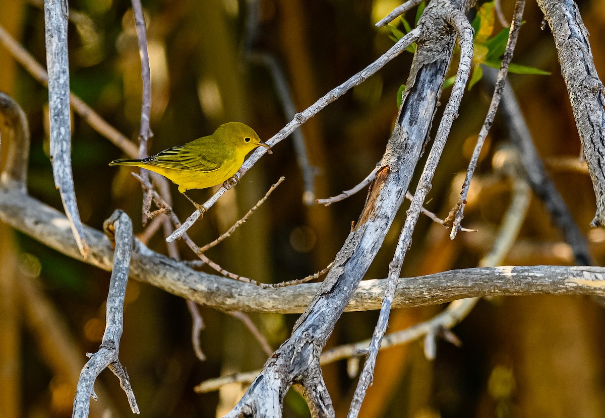 Paruline jaune - ML359201001