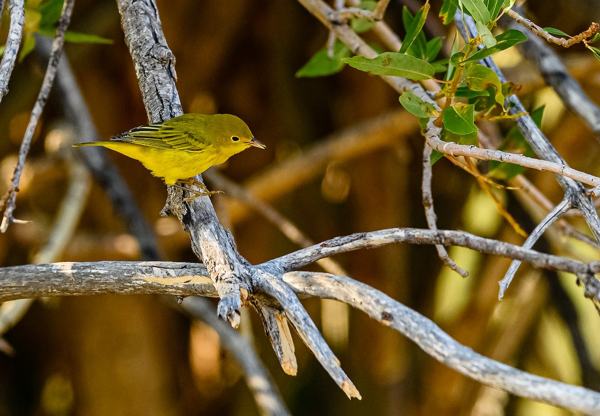 Yellow Warbler - ML359201011