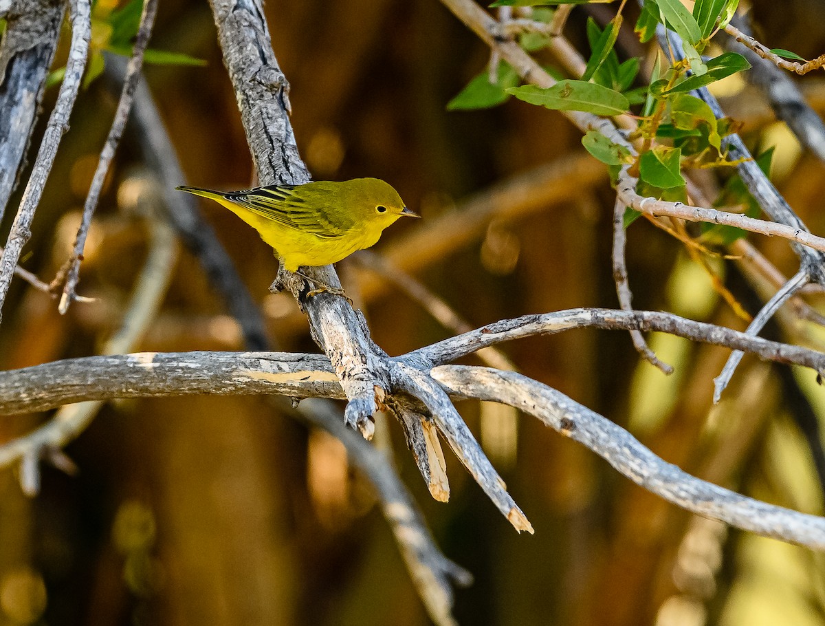 Yellow Warbler - Ken Miracle