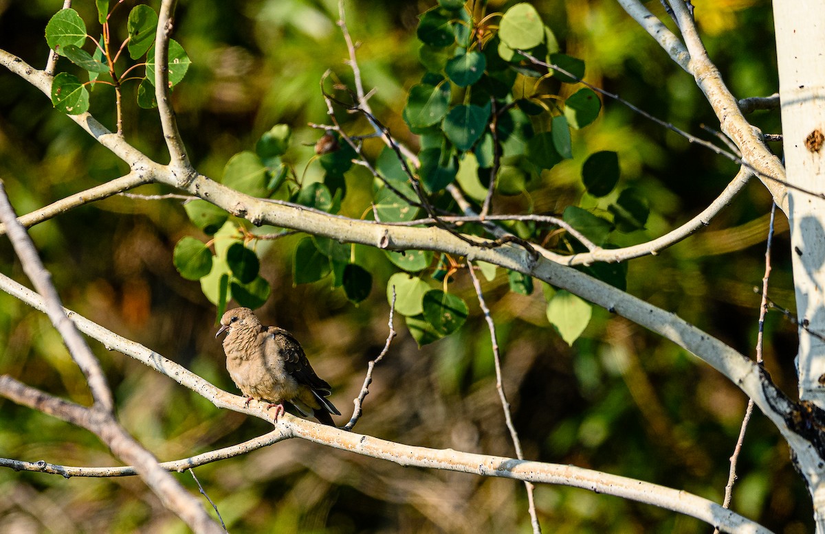 Mourning Dove - Ken Miracle