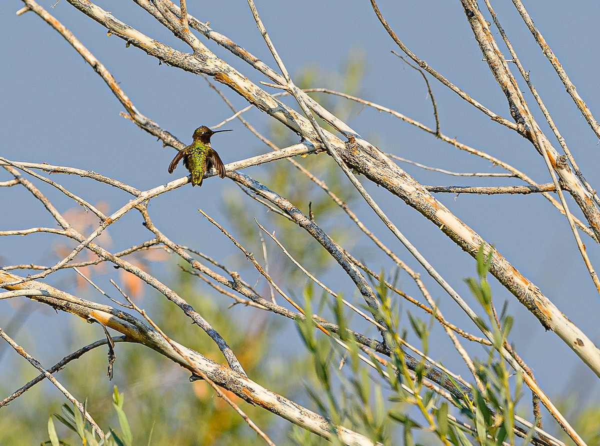 Colibrí Gorjinegro - ML359201161