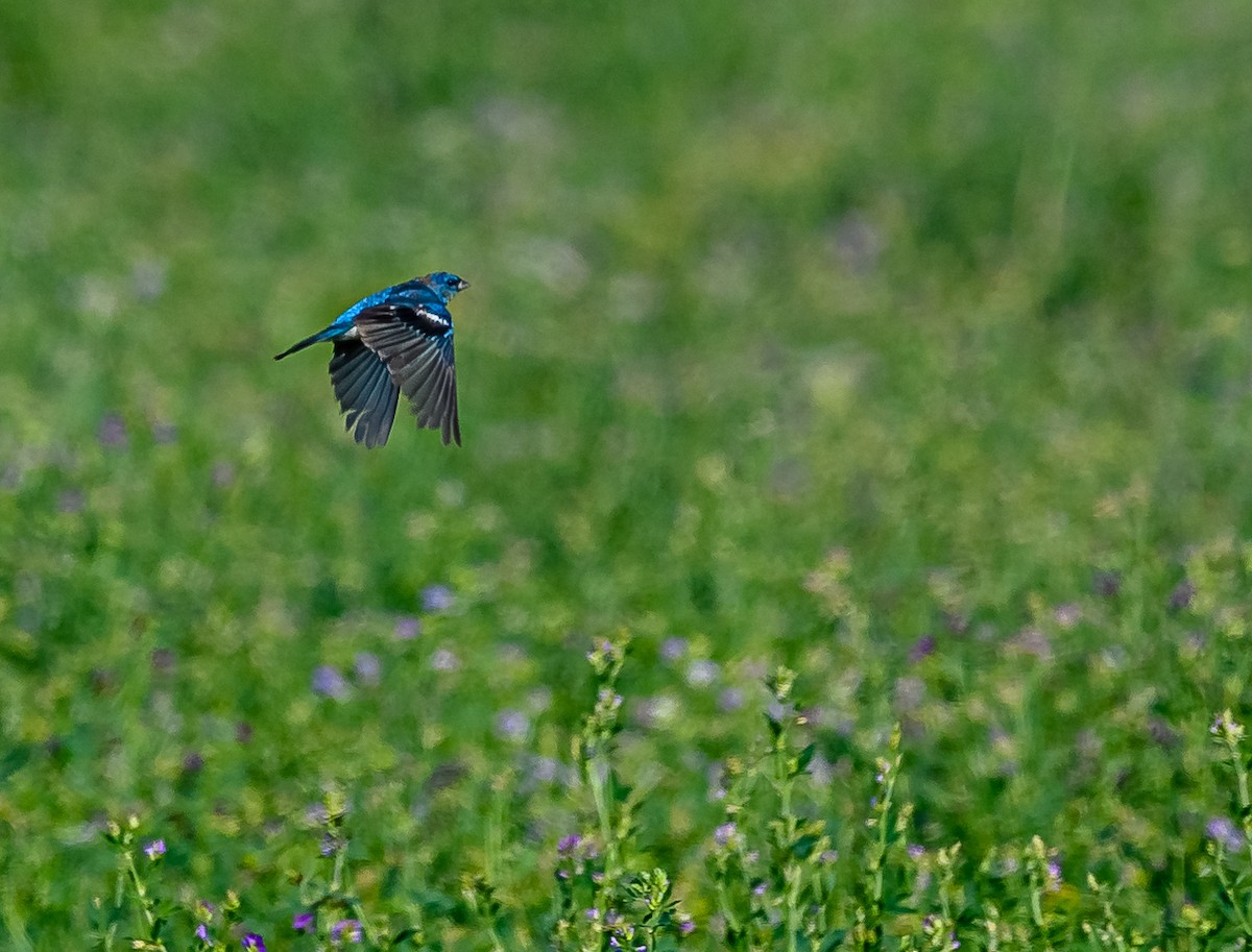 Lazuli Bunting - Ken Miracle