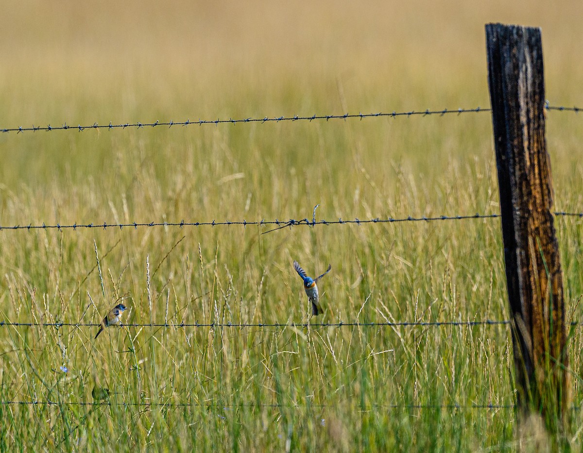 Lazuli Bunting - Ken Miracle