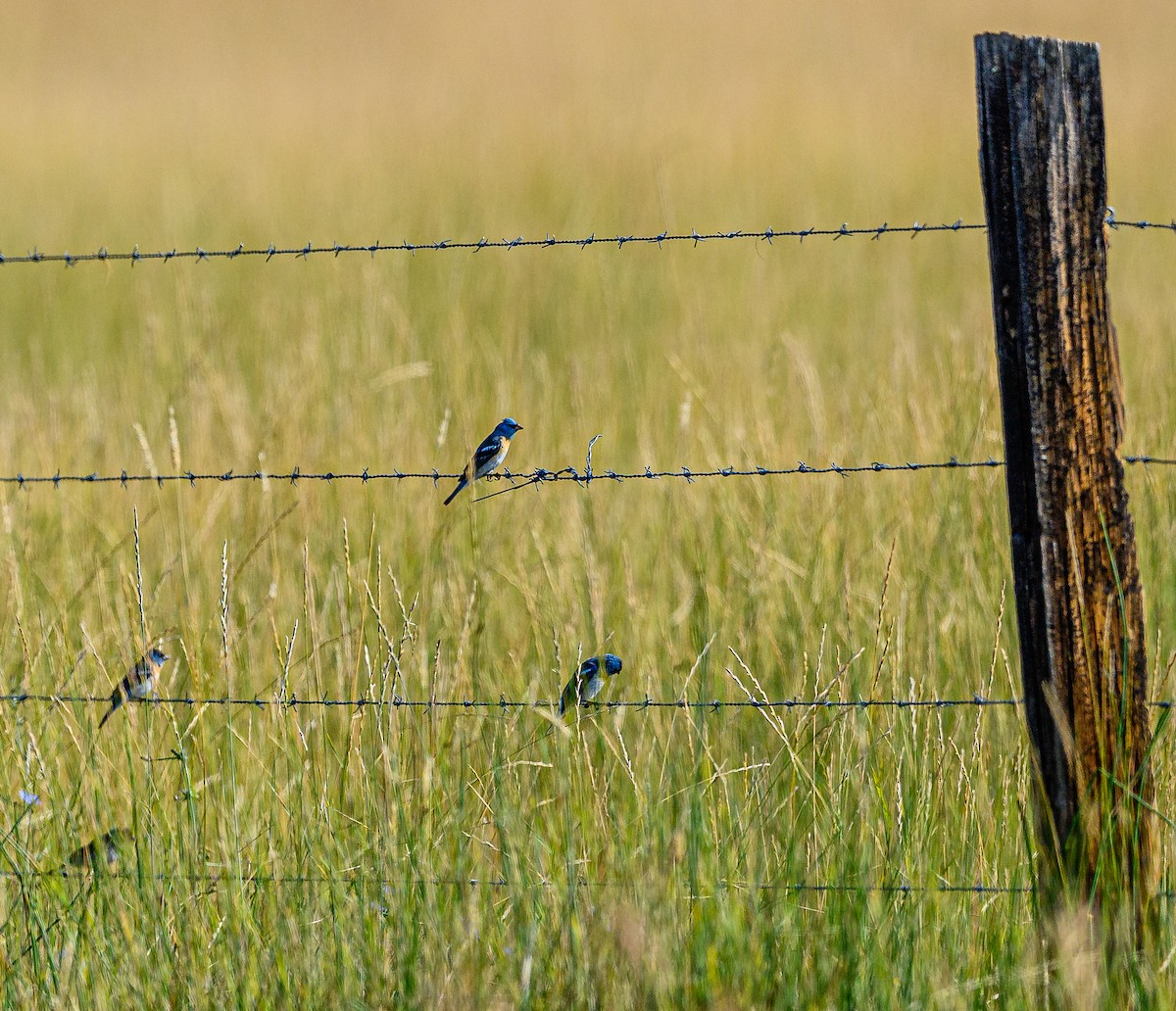 Lazuli Bunting - Ken Miracle